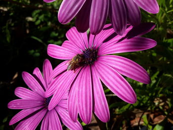 Close-up of pink flowers