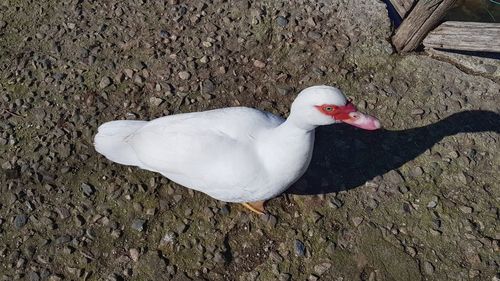 High angle view of bird on field