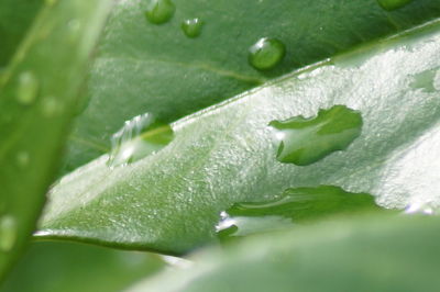 Close-up of water drops on leaf