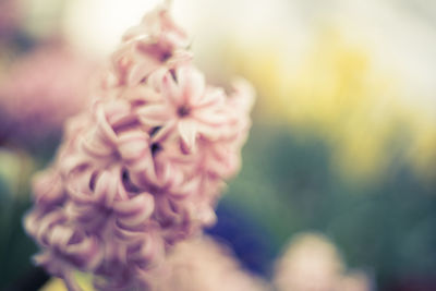 Close-up of pink flowers