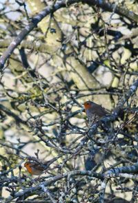 Close-up of bird perching on tree