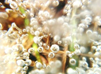 Close up of a flower