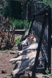 Dog sitting on a land