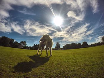 Sun shining through grassy field