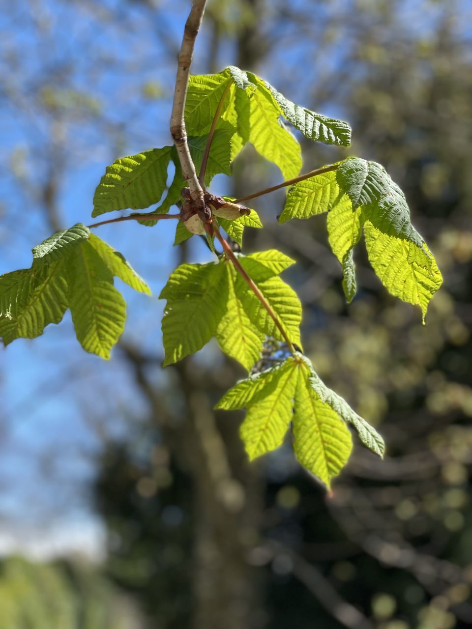 CLOSE-UP OF LEAVES ON TREE