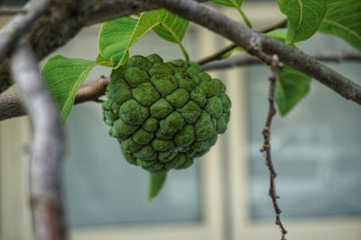 Close-up of fruit growing on tree