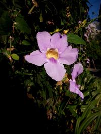 Close-up of pink flowers