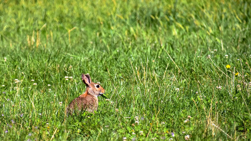 Side view of a reptile on field