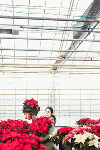 Adult buyer holding poinsettia potted plants to buy in modern greenhouse market