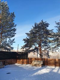 Trees on snow covered field against sky