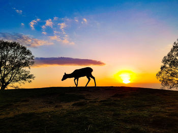 Silhouette of horse on field against sunset sky