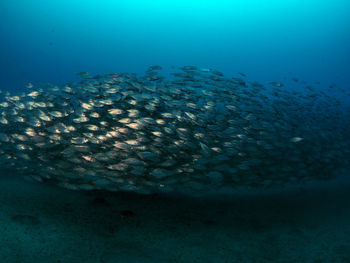 Fish swimming in sea