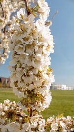 Close-up of white cherry blossoms on field