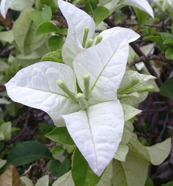 Close-up of white flower