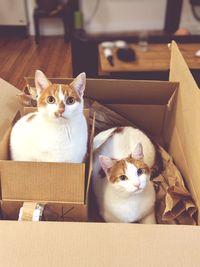 Portrait of cat sitting in box