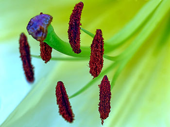 Close-up of fresh red flowering plant