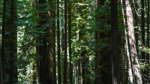 Close-up of bamboo trees in forest