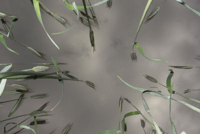 Close-up of plants in water