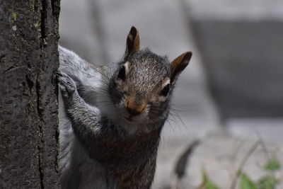 Close-up of squirrel on tree trunk