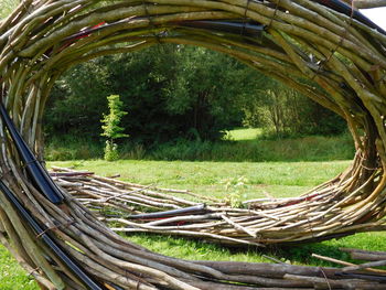 Close-up of tree trunk in park