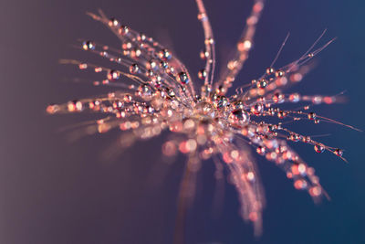 Close-up of fireworks against sky at night