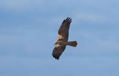 Low angle view of eagle flying in sky