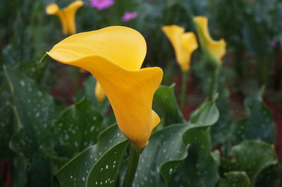 Close-up of wet yellow flower