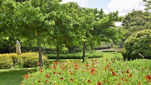 View of flowering plants in park