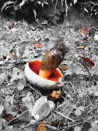 High angle view of mushrooms on field