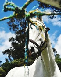Close-up of horse in ranch against sky