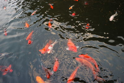 High angle view of koi carps swimming in lake