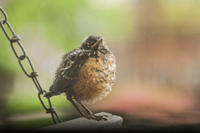 Close-up of bird perching outdoors