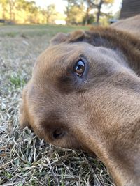 Close-up of dog