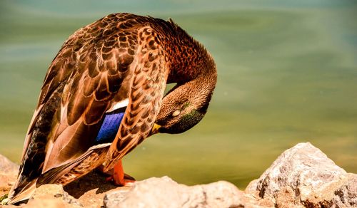 A male duck enjoying the hot sun while doing a little grooming by a pond.