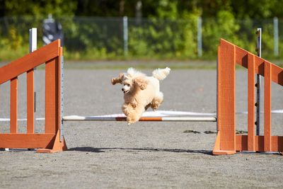 Dog running on seat