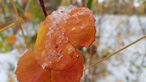 Close-up of snow on plant during winter