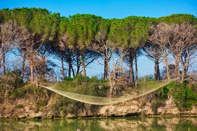 Trees in forest against clear blue sky