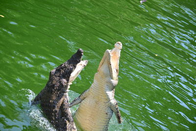 High angle view of turtle swimming in lake