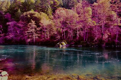 Trees by lake in forest