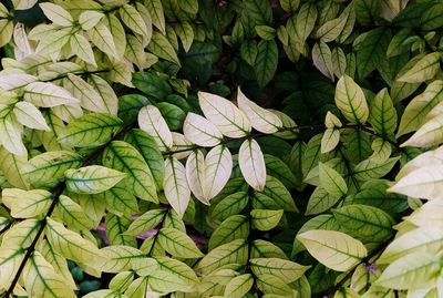 High angle view of flowering plant leaves