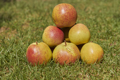 Close-up of apples on field