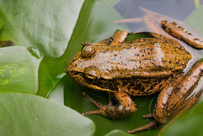 Close-up of frog on leaf in pond