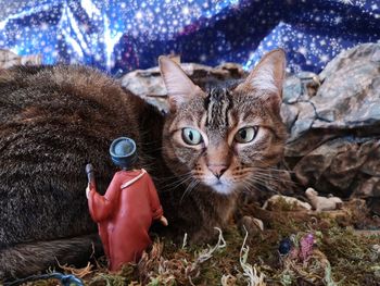 Close-up portrait of tabby cat