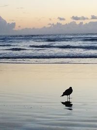 Scenic view of sea at sunset