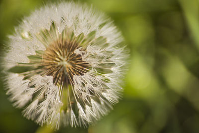 Close-up of dandelion