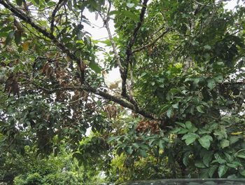 Low angle view of tree