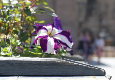 Close-up of flower blooming outdoors