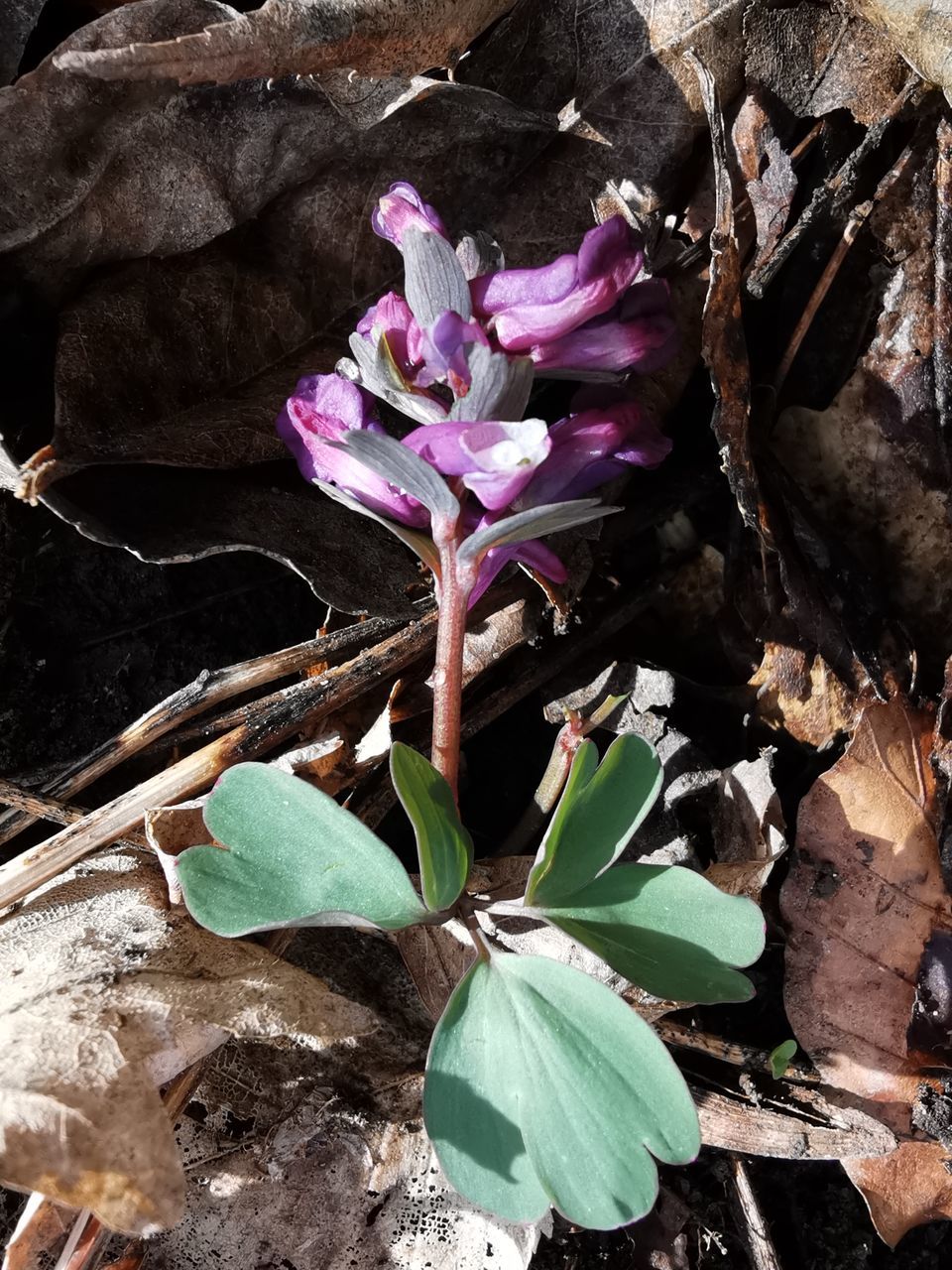 HIGH ANGLE VIEW OF PURPLE FLOWERING PLANT