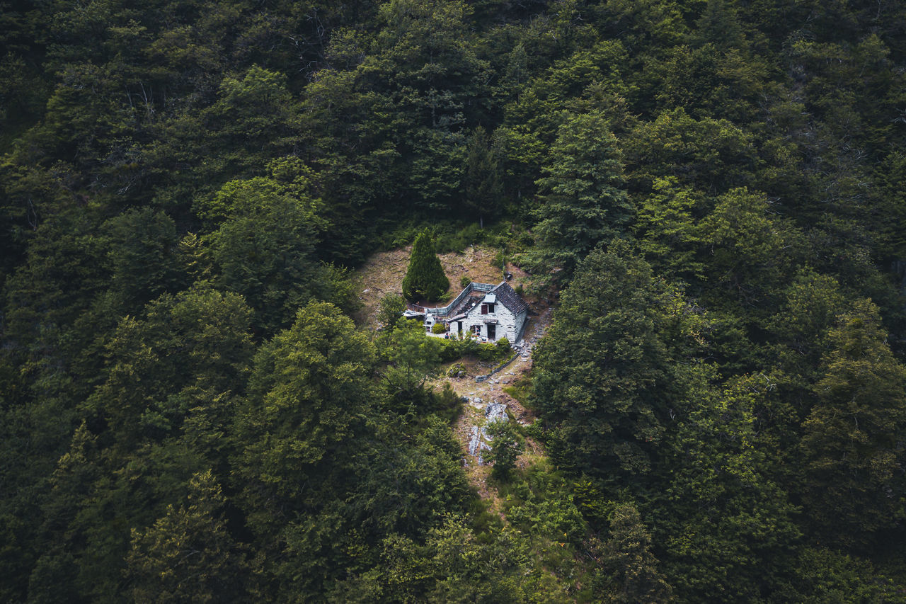 tree, plant, forest, green color, growth, built structure, land, nature, architecture, beauty in nature, high angle view, no people, foliage, day, lush foliage, scenics - nature, tranquility, outdoors, building exterior, tranquil scene, rainforest