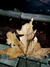 Close-up of autumn leaf